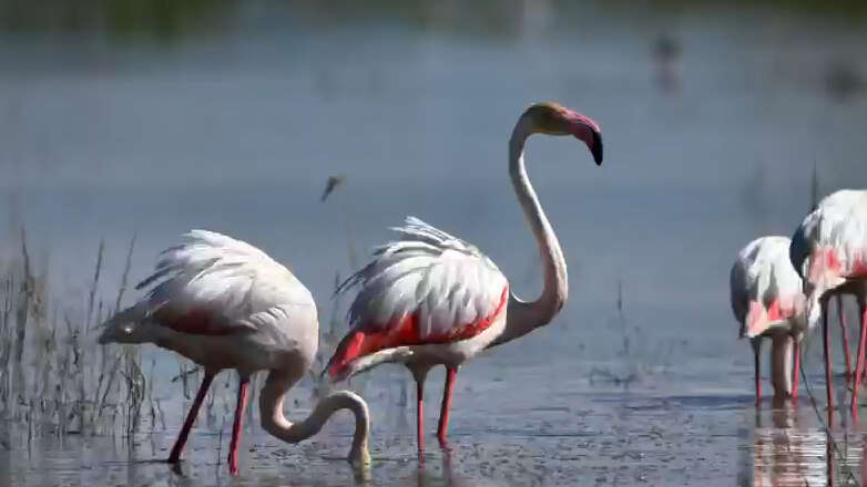 Konya’nın flamingo cenneti son yağışlarla hayat buldu 2